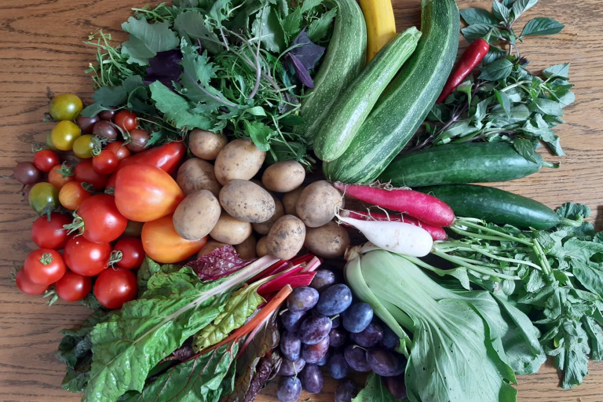 Viel verschiedenes Gemüse angerichtet auf einem Tisch