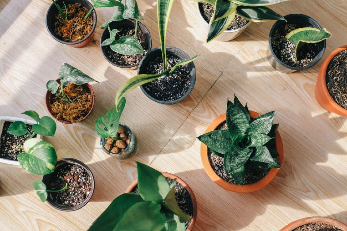 Viele verschiedene Zimmerpflanzen von oben fotografiert