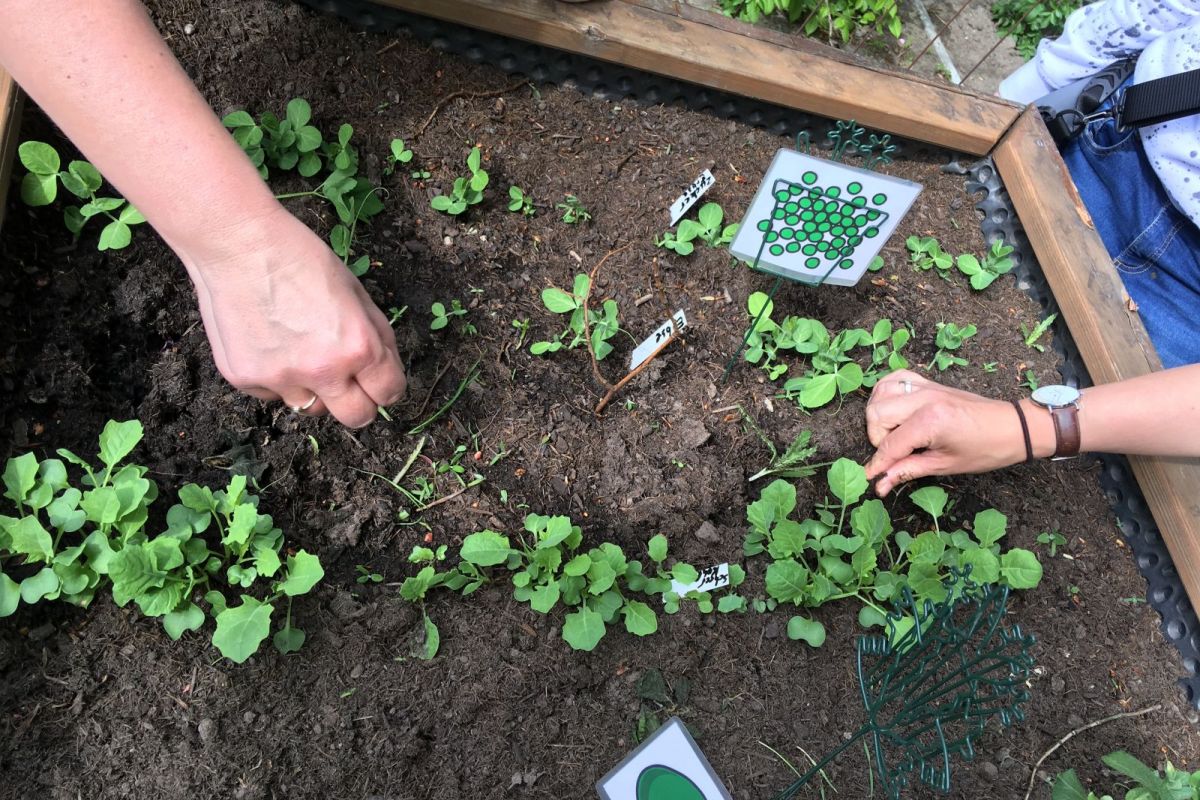 Hochbeete in Friedehorst